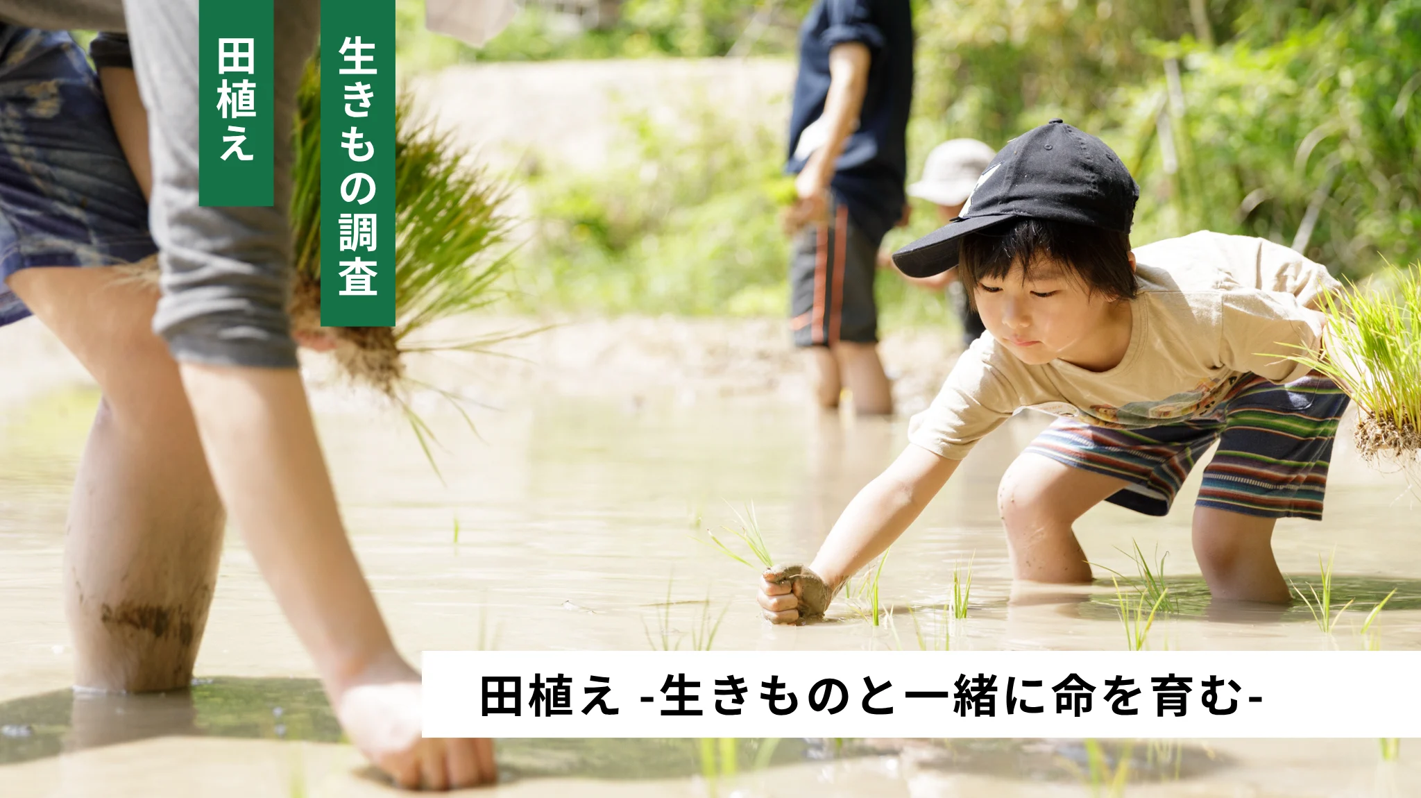 田植え